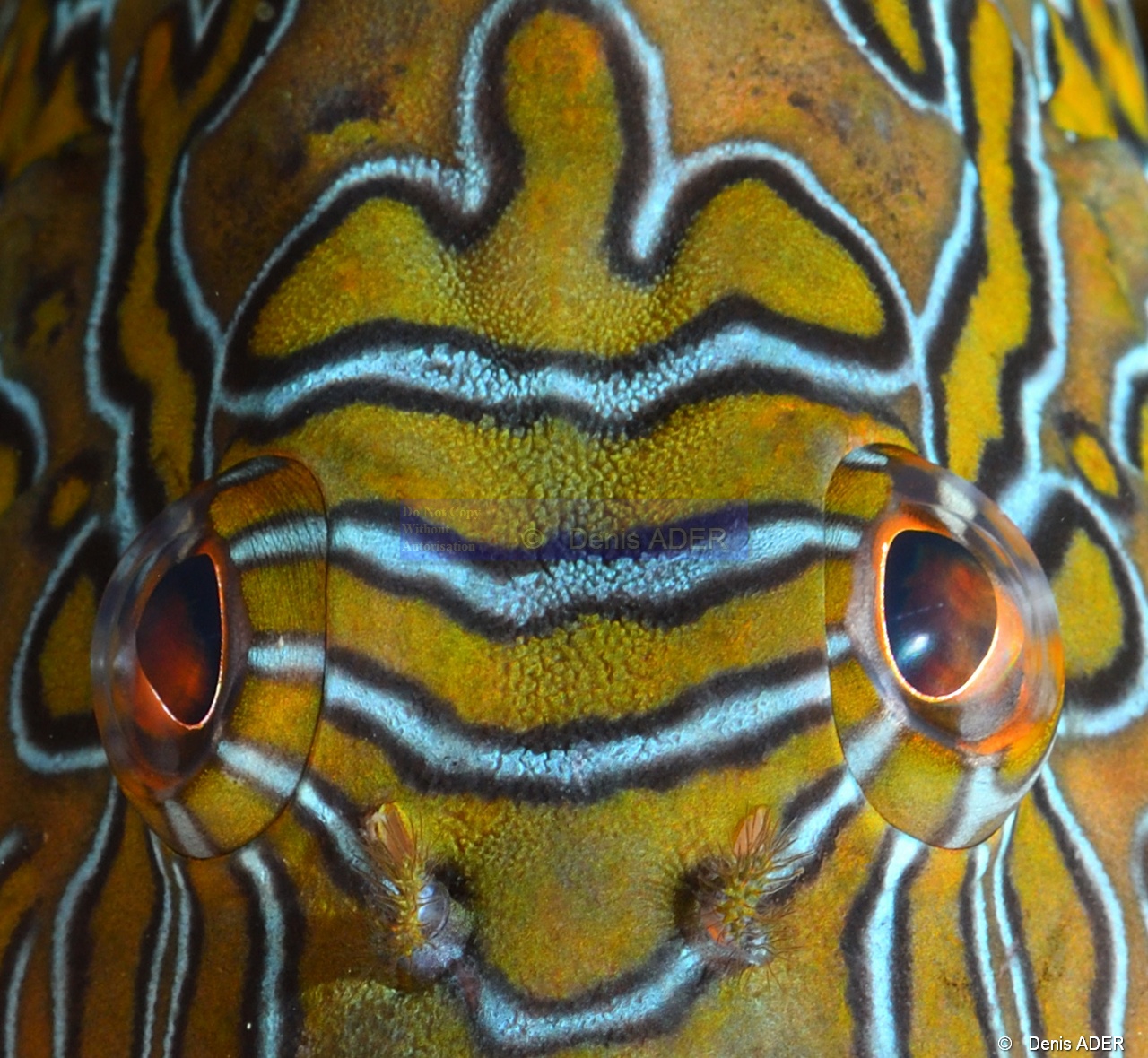 Cirrhitus rivulatus Poisson faucon hieroglyphe-La Paz La Reina-18m-20181029-Denis-ADER-DSC_1060_tn.jpg